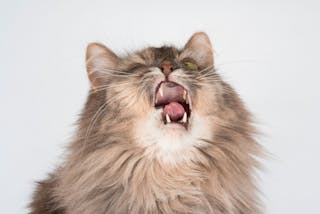 Cat yawning with open mouth